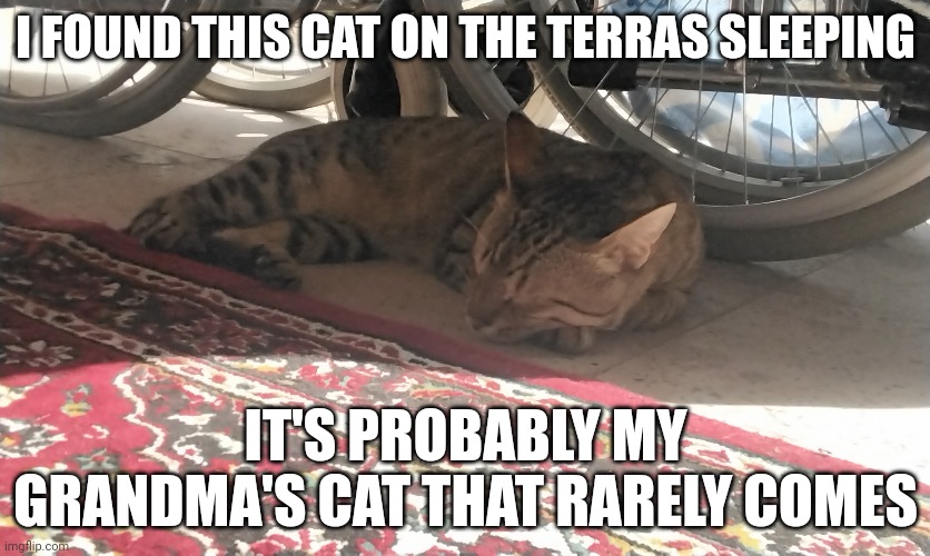 Btw this is normalcore's alt | I FOUND THIS CAT ON THE TERRAS SLEEPING; IT'S PROBABLY MY GRANDMA'S CAT THAT RARELY COMES | made w/ Imgflip meme maker