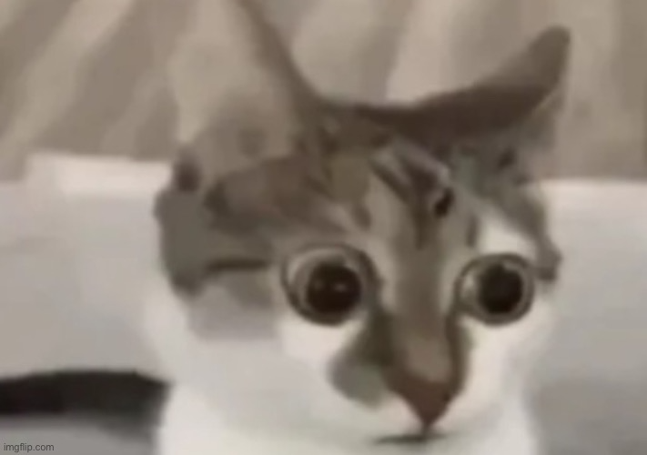 High Quality bombastic side eye cat Blank Meme Template