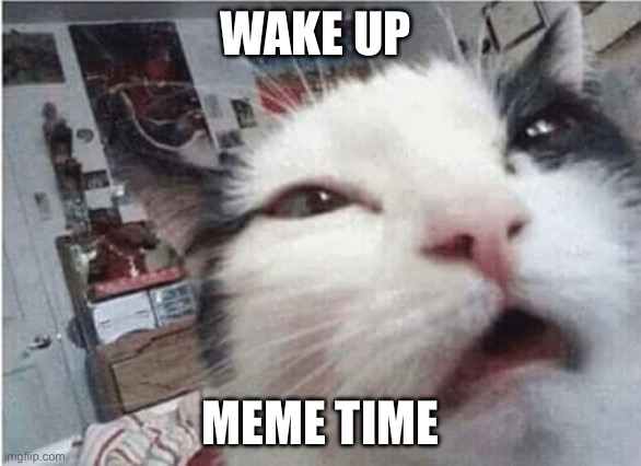 Wake up | WAKE UP; MEME TIME | image tagged in cat waking up,memes,funny memes,lol so funny | made w/ Imgflip meme maker