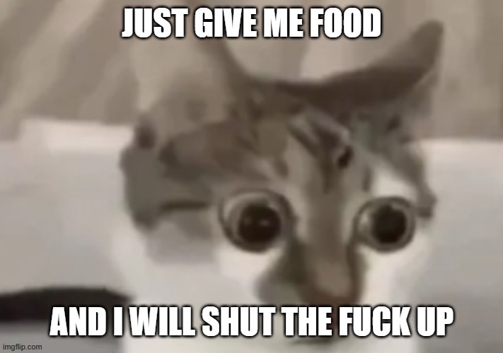 bombastic side eye cat | JUST GIVE ME FOOD AND I WILL SHUT THE FUCK UP | image tagged in cat | made w/ Imgflip meme maker
