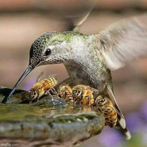NATURE BEING AWESOME | image tagged in nature,bees | made w/ Imgflip meme maker