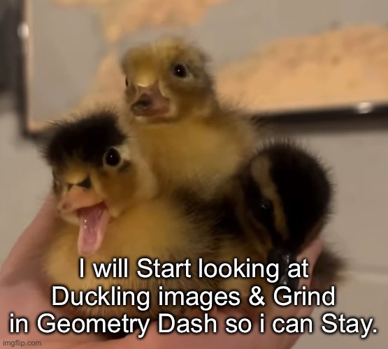 Don’t worry. The Ducklings will defeat the Star Hate for me. & They removed my thoughts of leaving for good. | I will Start looking at Duckling images & Grind in Geometry Dash so i can Stay. | made w/ Imgflip meme maker