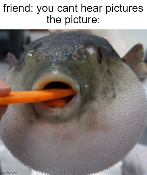 pufferfish eating carrot | friend: you cant hear pictures
the picture: | image tagged in pufferfish eating carrot,memes | made w/ Imgflip meme maker