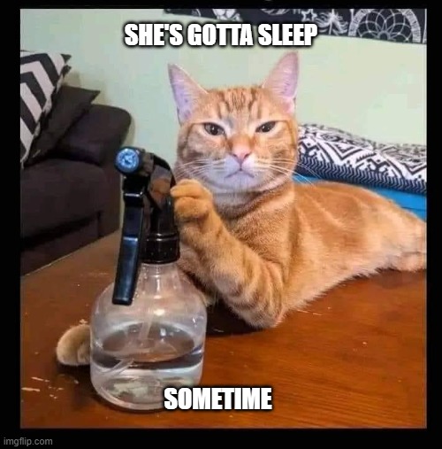 Sleepy time cat | SHE'S GOTTA SLEEP; SOMETIME | image tagged in funny cats,cats,cat,funny memes,memes | made w/ Imgflip meme maker