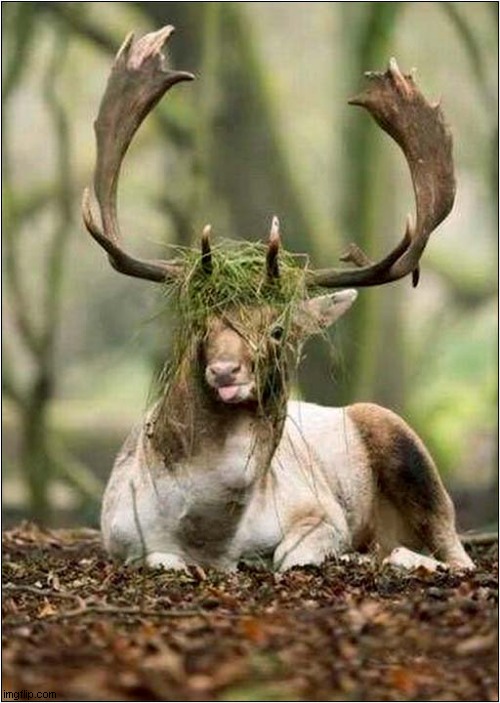 You Ain't Seen Me ... Right ! | image tagged in deer,stag,camouflage | made w/ Imgflip meme maker