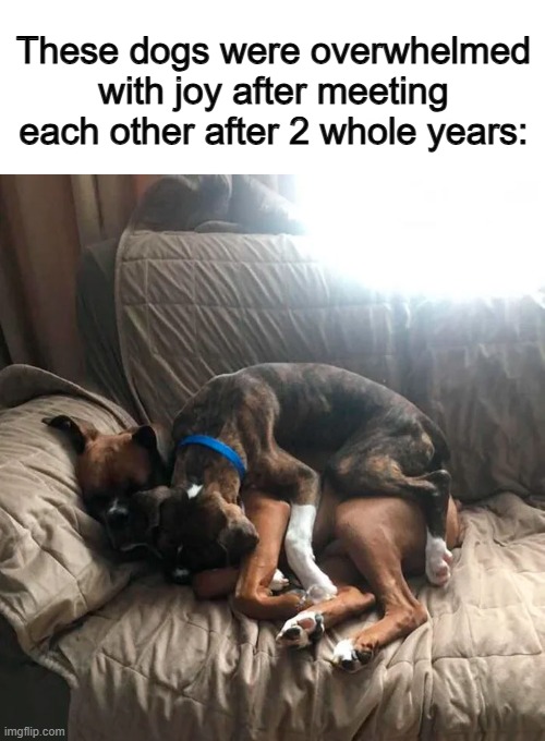 They seem really tired and really happy at the same time ^-^ | These dogs were overwhelmed with joy after meeting each other after 2 whole years: | made w/ Imgflip meme maker