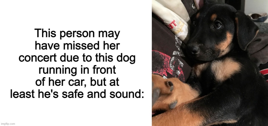 Now that person will have a concert of barking every day lol | This person may have missed her concert due to this dog running in front of her car, but at least he's safe and sound: | image tagged in blank white template | made w/ Imgflip meme maker