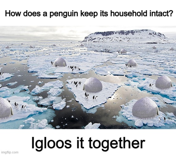 It would be so cool if penguins could actually make igloos | How does a penguin keep its household intact? Igloos it together | made w/ Imgflip meme maker