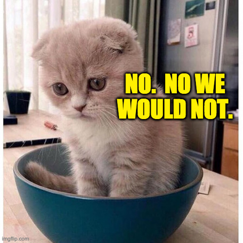 sad Kitten in Food Bowl | NO.  NO WE
WOULD NOT. | image tagged in sad kitten in food bowl | made w/ Imgflip meme maker