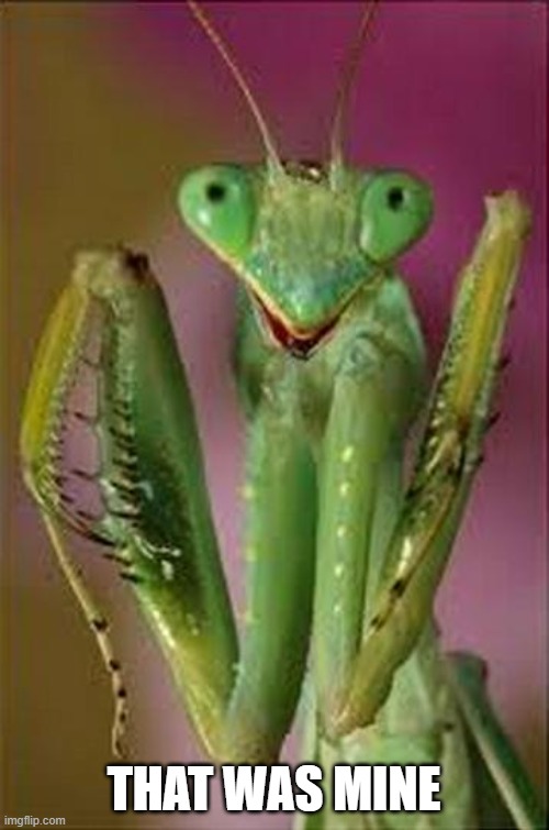 THAT WAS MINE | image tagged in praying mantis close up | made w/ Imgflip meme maker