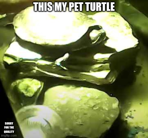 THIS MY PET TURTLE; SORRY FOR THE QUALITY | made w/ Imgflip meme maker