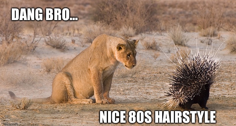 Texas 80s hair | DANG BRO…; NICE 80S HAIRSTYLE | image tagged in lion and porcupine | made w/ Imgflip meme maker