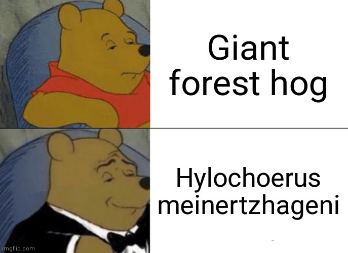 Search up scientific name for a pig | Giant forest hog; Hylochoerus meinertzhageni | image tagged in memes,tuxedo winnie the pooh,pig | made w/ Imgflip meme maker