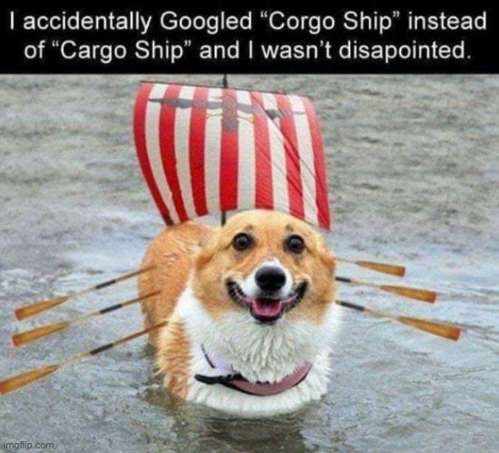 I love corgis | image tagged in funny,dog,meme,typo,corgi | made w/ Imgflip meme maker