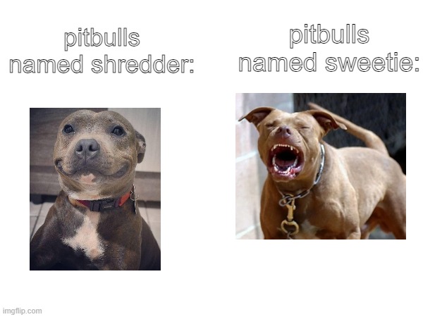 true doe | pitbulls named sweetie:; pitbulls named shredder: | image tagged in dog | made w/ Imgflip meme maker