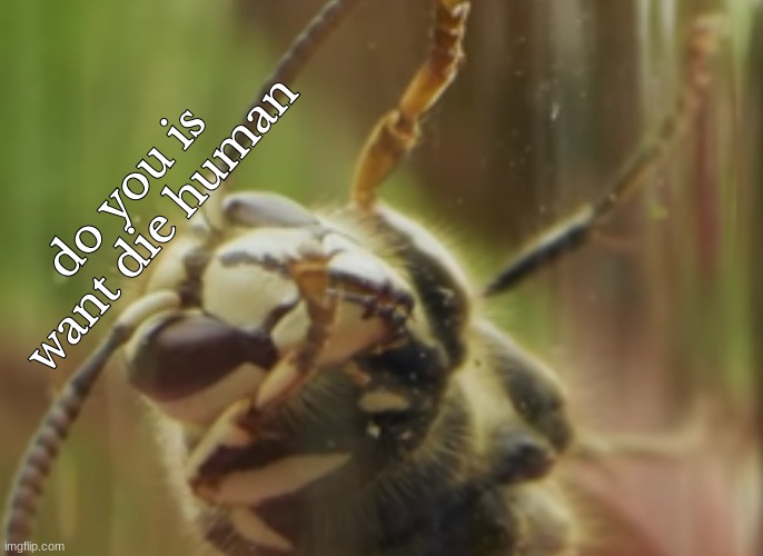 bald faced hornet | do you is want die human | image tagged in hornet | made w/ Imgflip meme maker