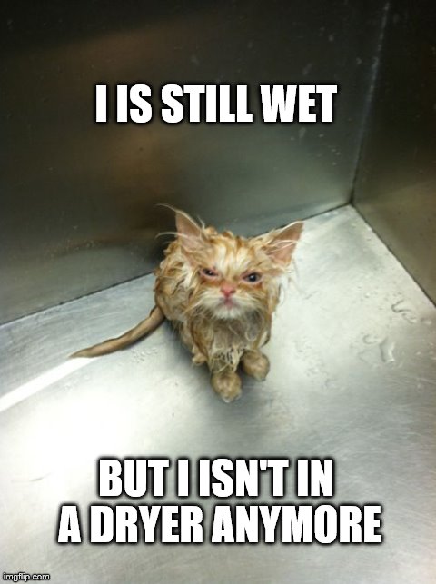 Kill You Cat Meme | I IS STILL WET BUT I ISN'T IN A DRYER ANYMORE | image tagged in memes,kill you cat | made w/ Imgflip meme maker