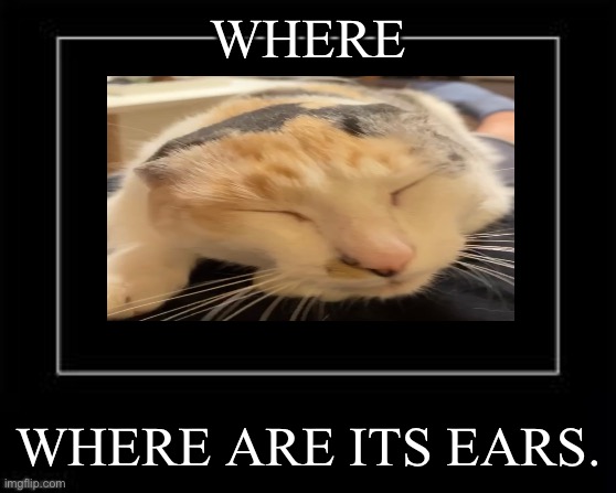 Black Box Meme | WHERE; WHERE ARE ITS EARS. | image tagged in black box meme | made w/ Imgflip meme maker