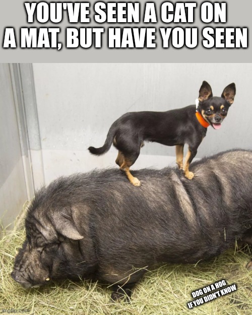 I saw it all... | YOU'VE SEEN A CAT ON A MAT, BUT HAVE YOU SEEN; DOG ON A HOG IF YOU DIDN'T KNOW | image tagged in dog on a hog | made w/ Imgflip meme maker