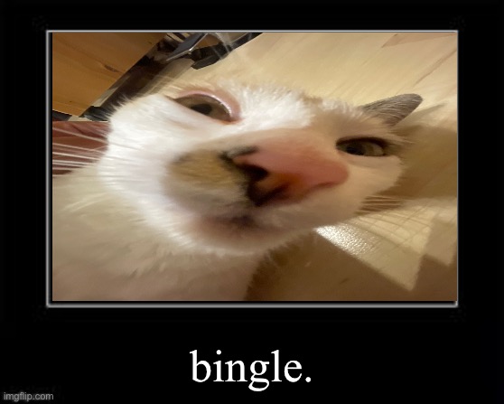 Black Box Meme | bingle. | image tagged in black box meme | made w/ Imgflip meme maker