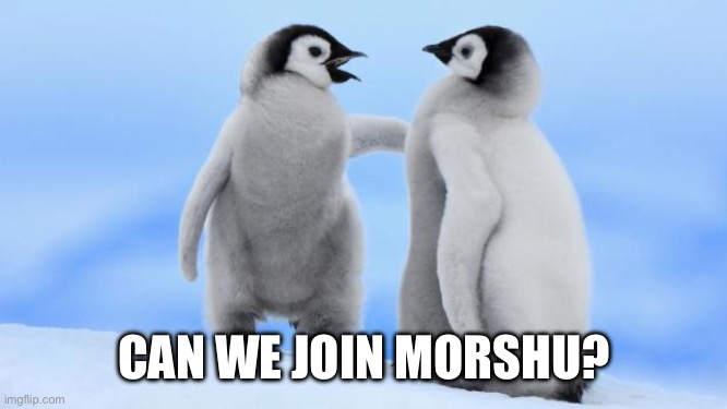 Penguin love | CAN WE JOIN MORSHU? | image tagged in penguin love | made w/ Imgflip meme maker