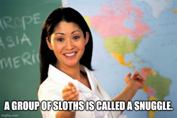 Unhelpful High School Teacher Meme | A GROUP OF SLOTHS IS CALLED A SNUGGLE. | image tagged in memes,unhelpful high school teacher | made w/ Imgflip meme maker