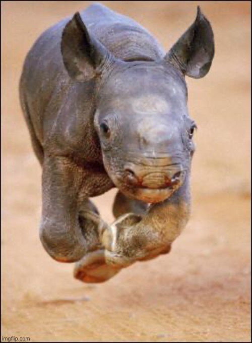 Baby Rhino | image tagged in baby rhino | made w/ Imgflip meme maker