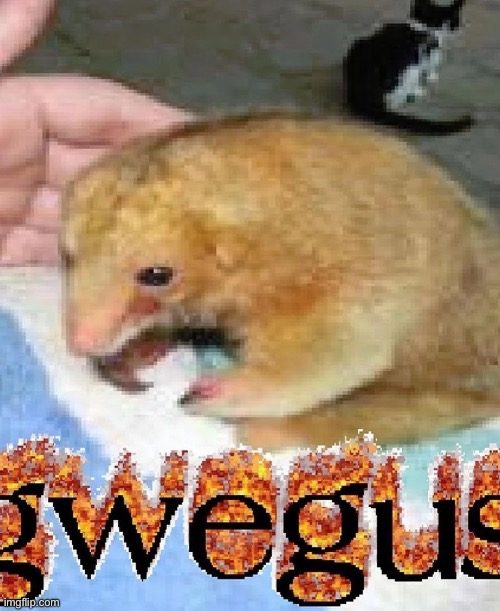 gwegus | made w/ Imgflip meme maker