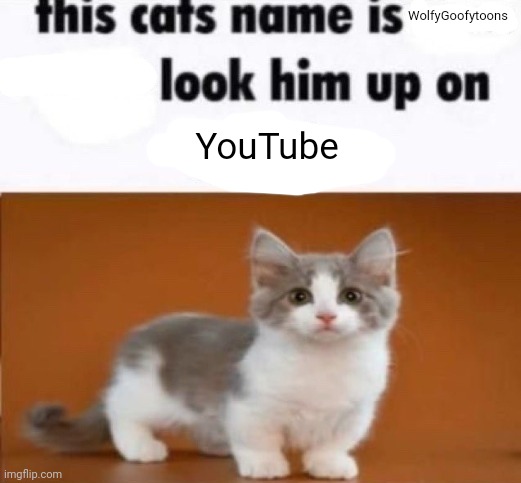 this cats name is x look him up on google | WolfyGoofytoons; YouTube | image tagged in this cats name is x look him up on google | made w/ Imgflip meme maker