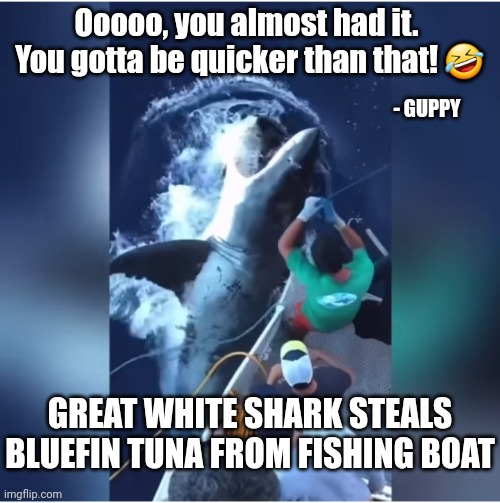 Ooooo, you almost had it.  You gotta be quicker than that! 🤣; - GUPPY; GREAT WHITE SHARK STEALS BLUEFIN TUNA FROM FISHING BOAT | image tagged in memes,fishing,sharks,great white shark,funny,trending now | made w/ Imgflip meme maker
