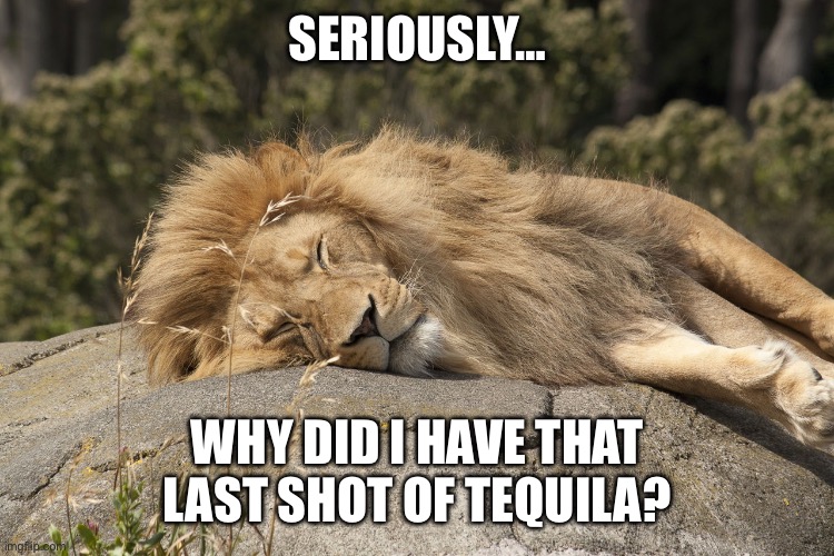 sleeping lion | SERIOUSLY…; WHY DID I HAVE THAT LAST SHOT OF TEQUILA? | image tagged in sleeping lion | made w/ Imgflip meme maker
