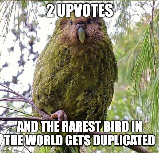 On imgflip at least. | 2 UPVOTES; AND THE RAREST BIRD IN THE WORLD GETS DUPLICATED | made w/ Imgflip meme maker