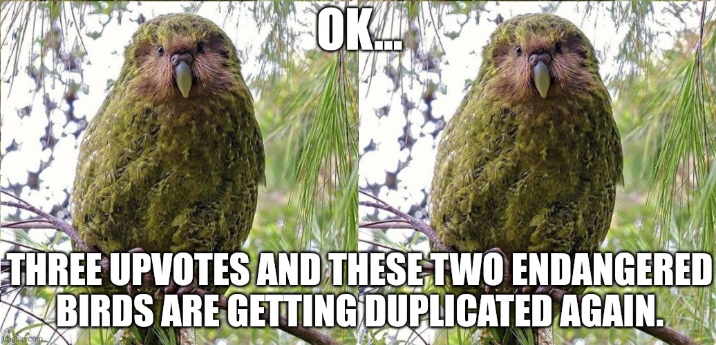 Title. | OK... THREE UPVOTES AND THESE TWO ENDANGERED BIRDS ARE GETTING DUPLICATED AGAIN. | made w/ Imgflip meme maker