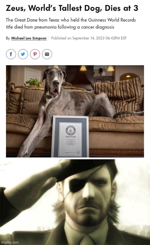 *salutes to Zeus* | image tagged in big boss salute,memes,dogs,dog,guinness world record,zeus | made w/ Imgflip meme maker