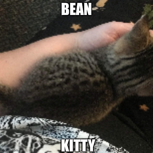 is my kitty :] | BEAN; KITTY | image tagged in kitty,yay,i love my cat,i love cats,you can read the tags,have a nice day | made w/ Imgflip meme maker