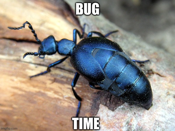 bug :) | BUG; TIME | image tagged in bug,insect,blue bug,i love bugs,cool,awesome | made w/ Imgflip meme maker