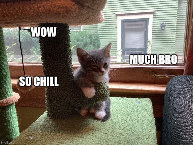 one of my kittens :D | WOW; MUCH BRO; SO CHILL | image tagged in cat,cute kitten,doge | made w/ Imgflip meme maker