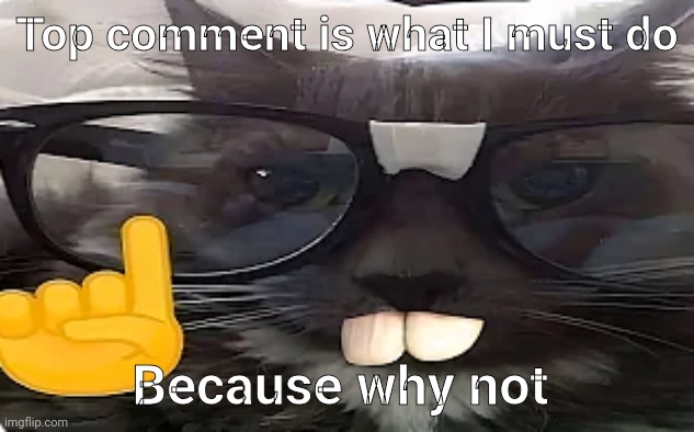 Nerd Kitty | Top comment is what I must do; Because why not | image tagged in nerd kitty | made w/ Imgflip meme maker