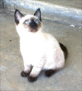 Karmic Kitten Pancho Barnes JPP Blank Meme Template
