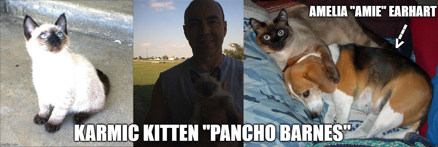 Karmic Kitten "Pancho Barnes" and beagle, Amelia "Amie" Earhart | AMELIA "AMIE" EARHART; --->; KARMIC KITTEN "PANCHO BARNES" | image tagged in karmic kitten pancho barnes jpp,karmic kitten pancho barnes amie amelia earhart jpp,pets,cat,dog,beagle | made w/ Imgflip meme maker