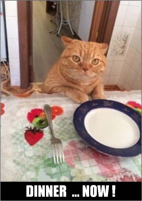 This Cat Is Telling You Something ! | DINNER  ... NOW ! | image tagged in cats,dinner,now | made w/ Imgflip meme maker