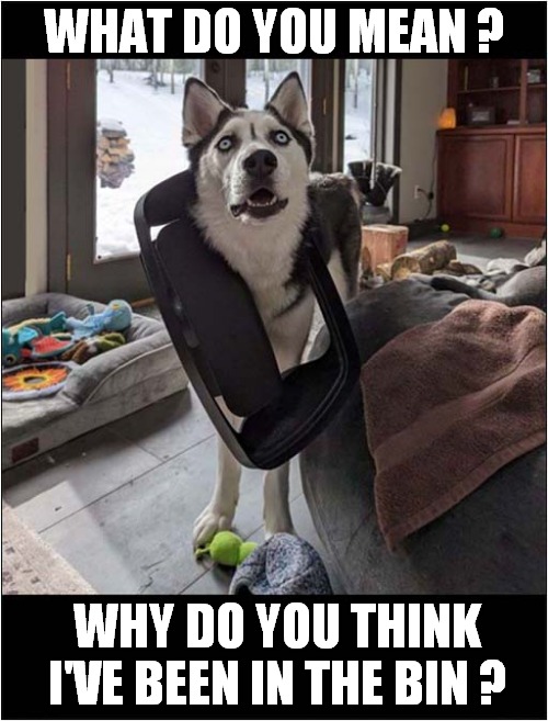 Husky Claim 'Innocence' ! | WHAT DO YOU MEAN ? WHY DO YOU THINK I'VE BEEN IN THE BIN ? | image tagged in dogs,accused,innocence | made w/ Imgflip meme maker