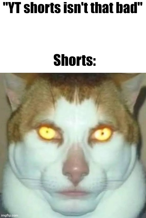 Sigma Cat | "YT shorts isn't that bad"; Shorts: | image tagged in sigma cat | made w/ Imgflip meme maker