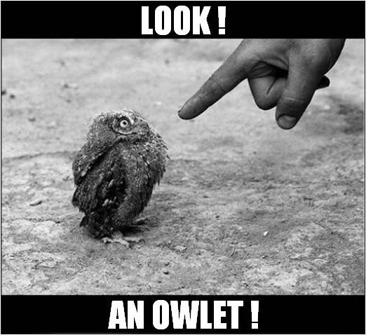 Say What You See ! | LOOK ! AN OWLET ! | image tagged in look,owlet | made w/ Imgflip meme maker