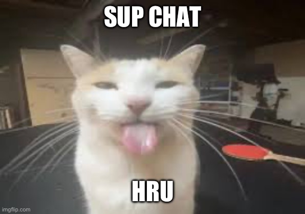 Cat | SUP CHAT; HRU | image tagged in cat | made w/ Imgflip meme maker