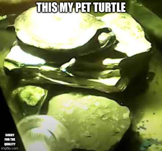 image tagged in turtle | made w/ Imgflip meme maker