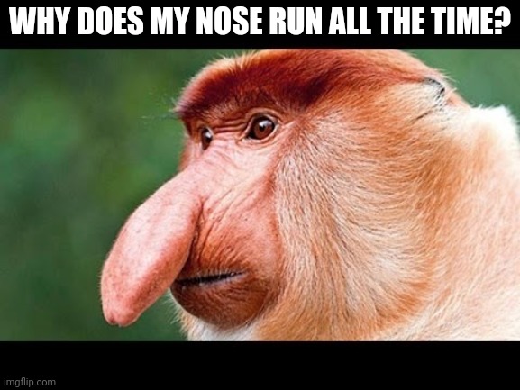 Big Nose Monkey | WHY DOES MY NOSE RUN ALL THE TIME? | image tagged in big nose monkey | made w/ Imgflip meme maker