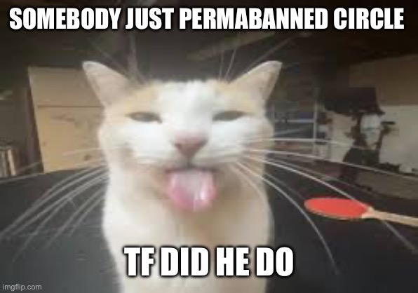Cat | SOMEBODY JUST PERMABANNED CIRCLE; TF DID HE DO | image tagged in cat | made w/ Imgflip meme maker
