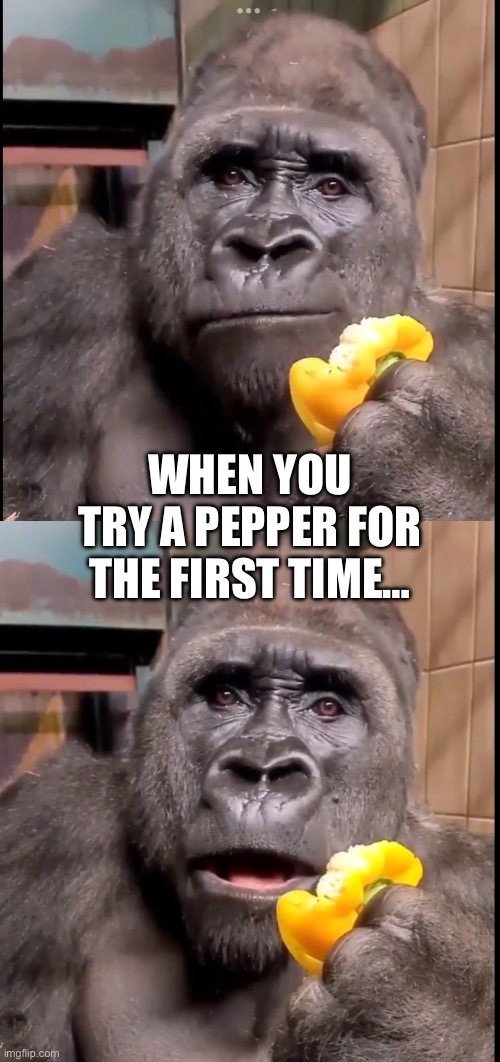 WHEN YOU TRY A PEPPER FOR THE FIRST TIME… | image tagged in funny animals,gorilla glue,peppers,monkey,republicans | made w/ Imgflip meme maker