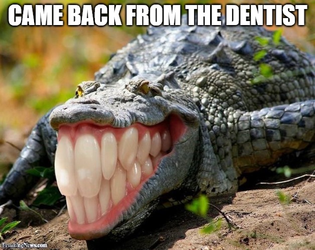 Alligator | CAME BACK FROM THE DENTIST | image tagged in cursed image,cursed,memes | made w/ Imgflip meme maker